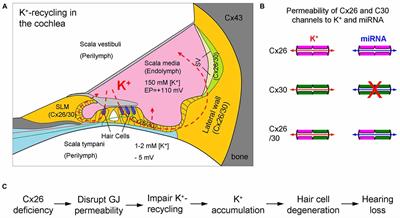 Hypothesis of K+-Recycling Defect Is Not a Primary <mark class="highlighted">Deafness Mechanism</mark> for Cx26 (GJB2) Deficiency